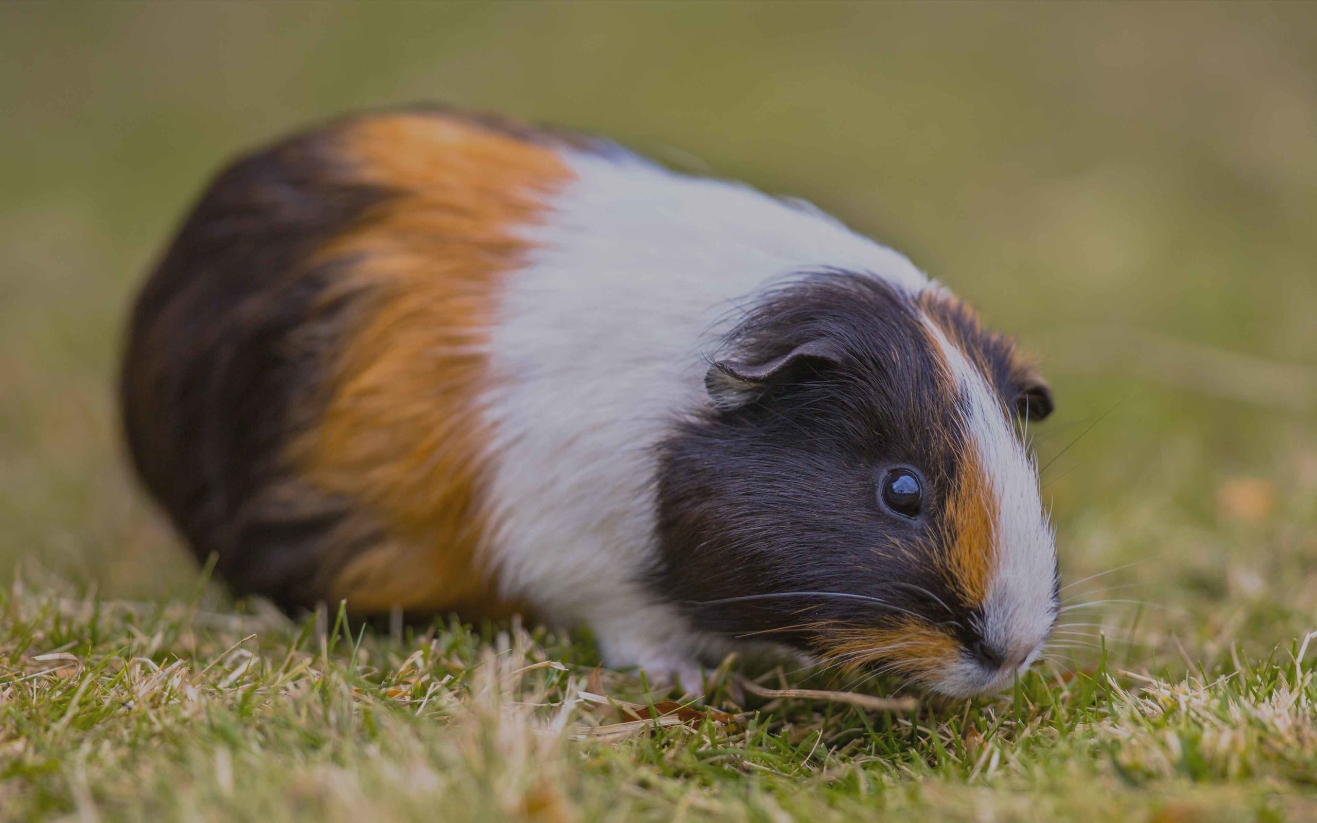 Cavia