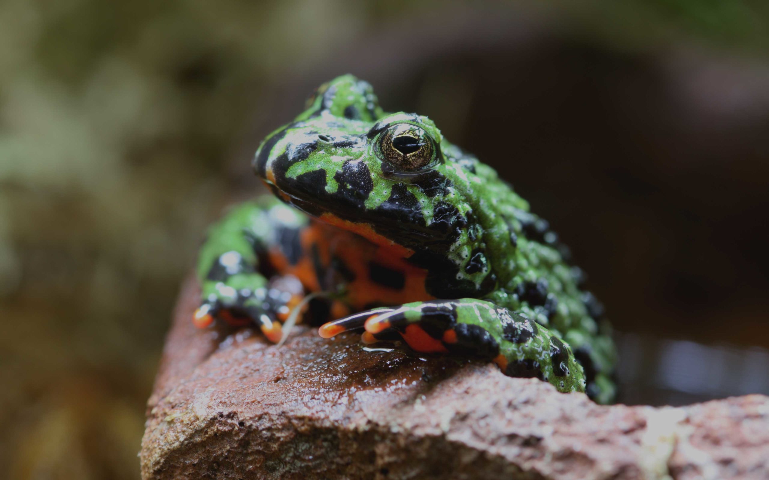 Bombina Orientalis