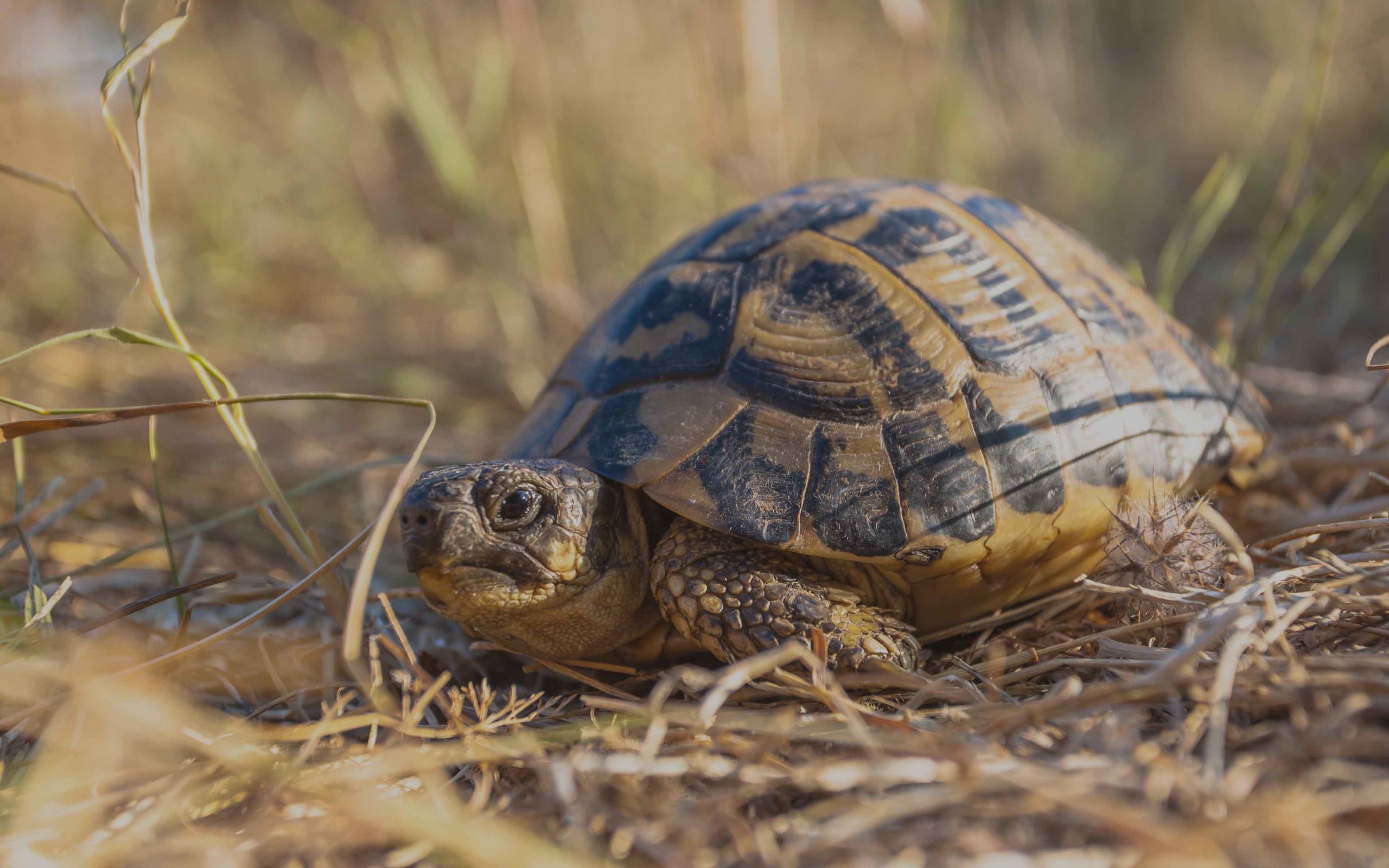 Testudo