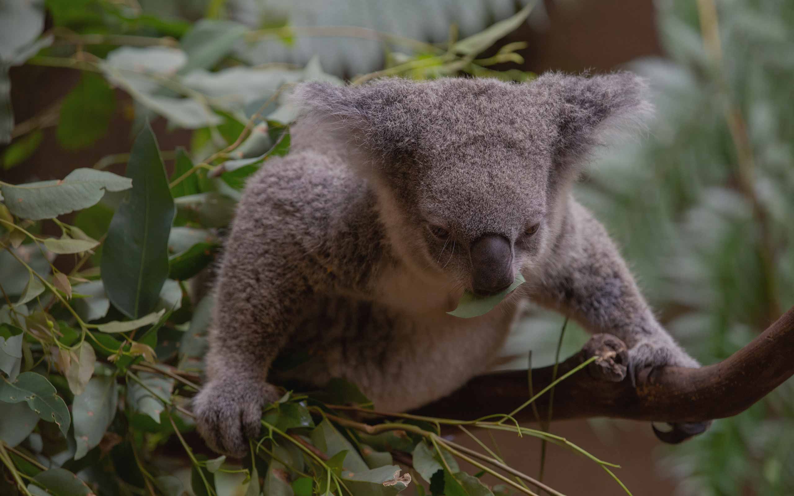 Koala